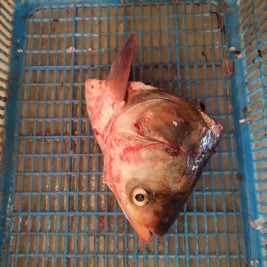 白鲢鱼头 鱼嘴 助力湖北鱼米之乡直供