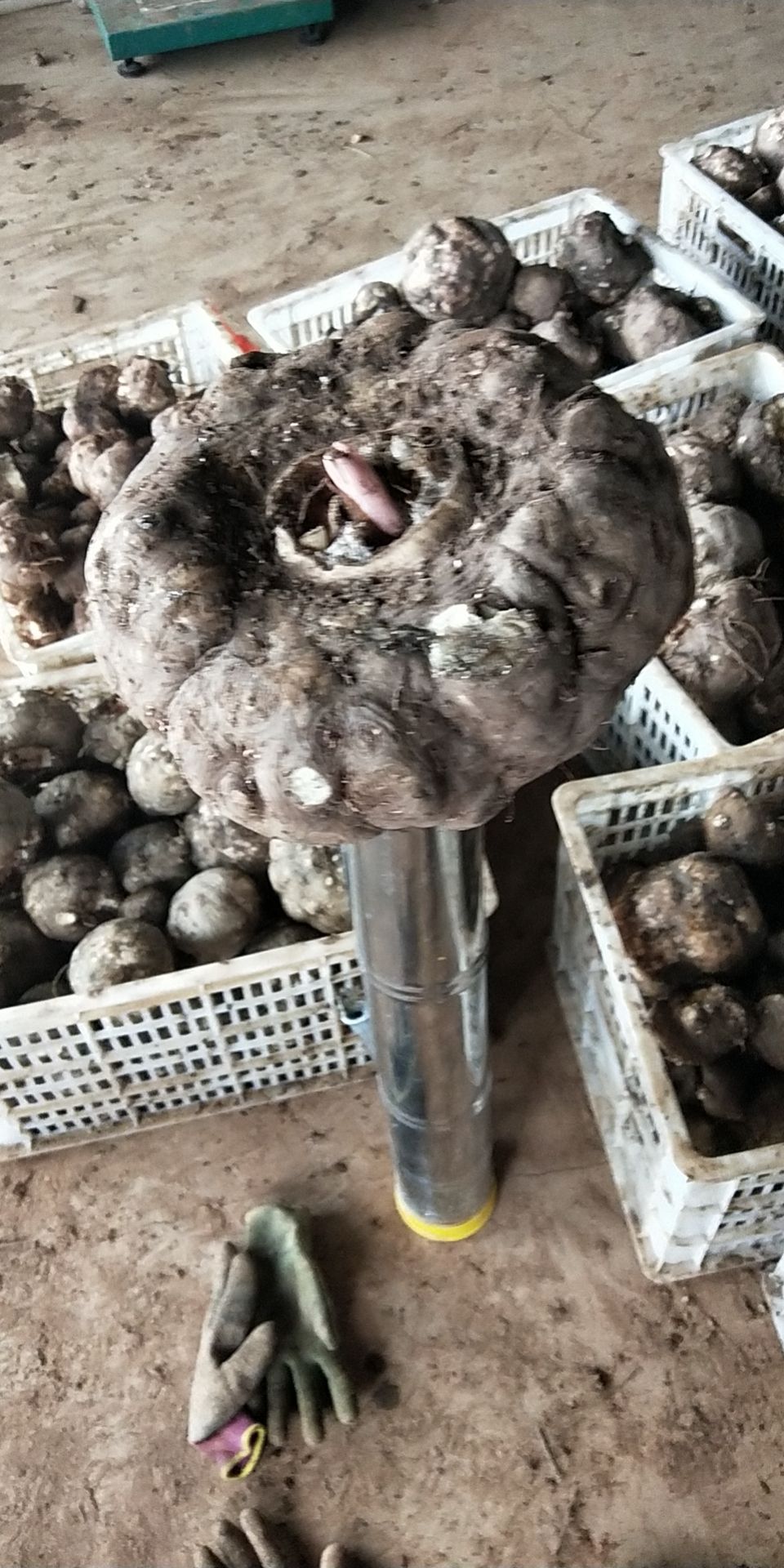 魔芋种子  精品二代楚雄山地花魔芋种，脱水消毒，质量保证