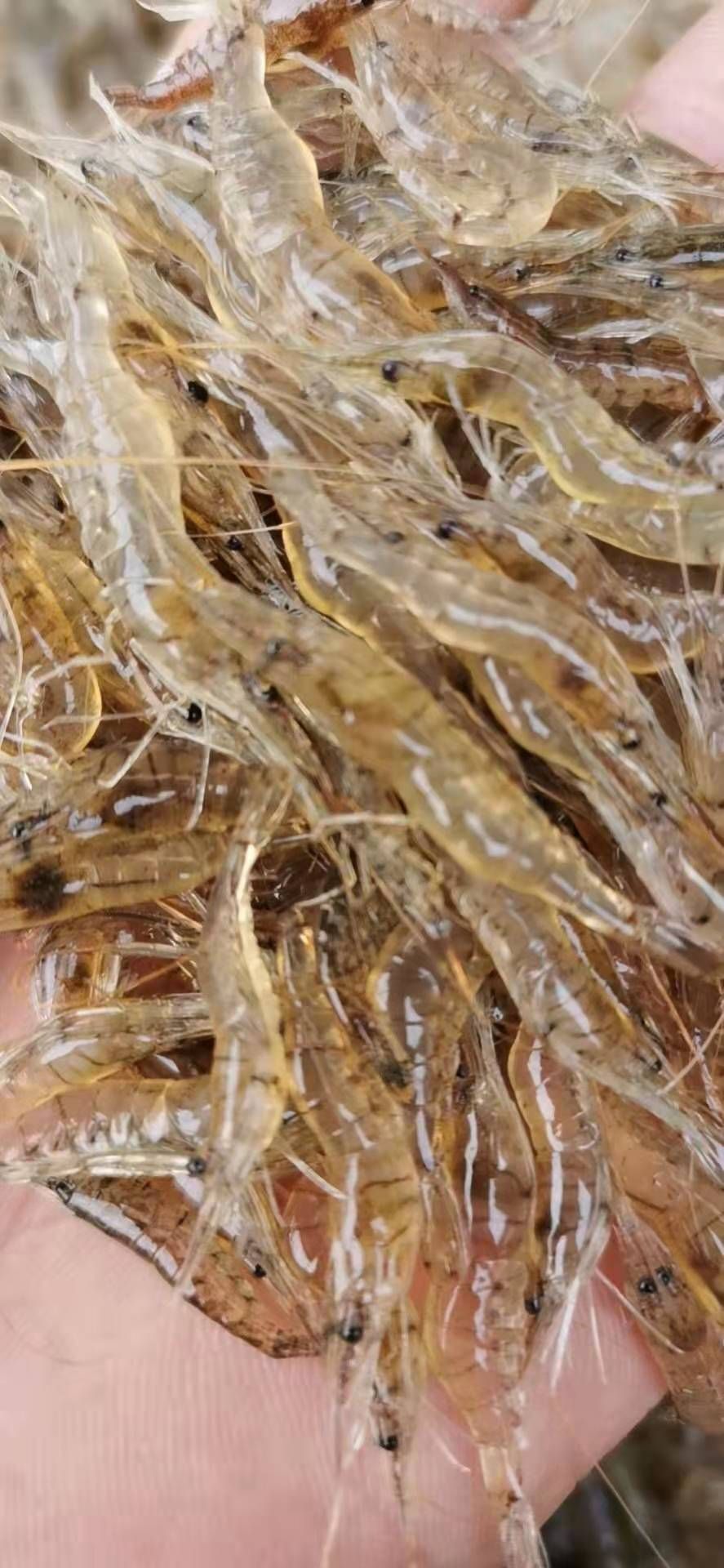 白米虾  米虾，透亮干净，物流直达包邮。