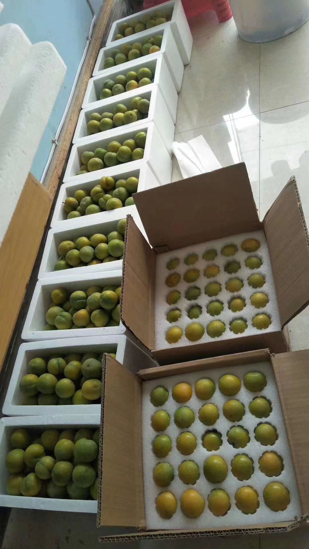 蜂糖李树苗  有结果的树售卖，也有小树苗，欢迎大咨询