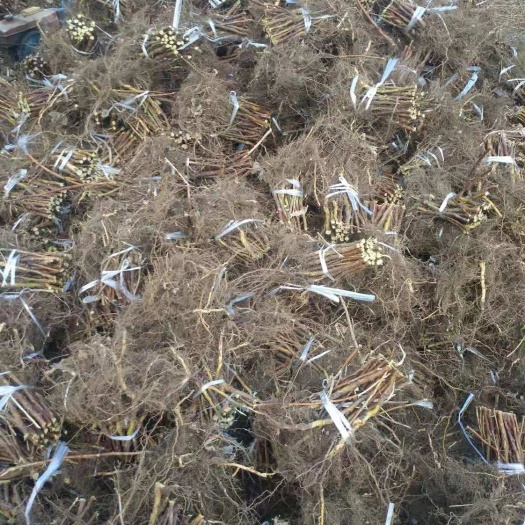 尚志市澳洲红树莓苗  单季欧洲红红树莓苗大量批发价格低0 .2－0.5元一颗