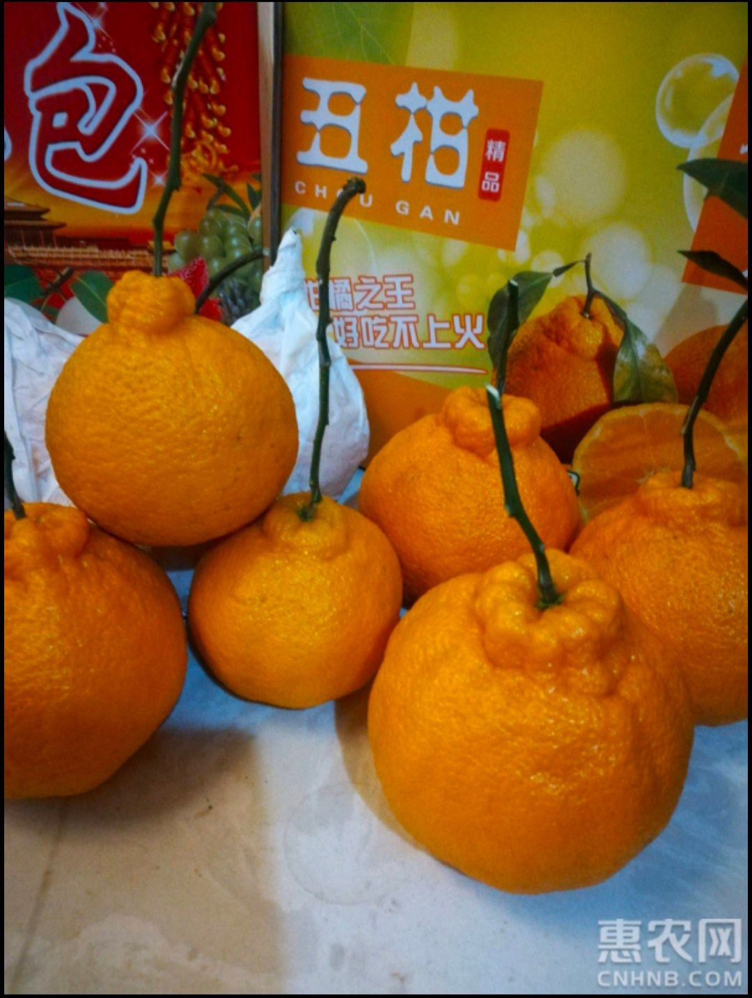 四川宜宾屏山不知火  丑橘 丑八怪 果面干净 口感好