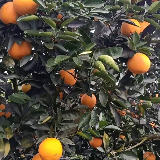 新宁县塔罗科血橙 血橙 一级果