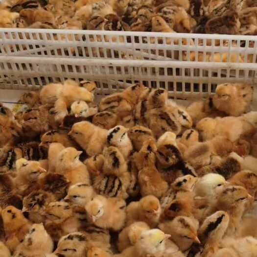 简阳市鸡苗 乌皮红冠出壳苗
