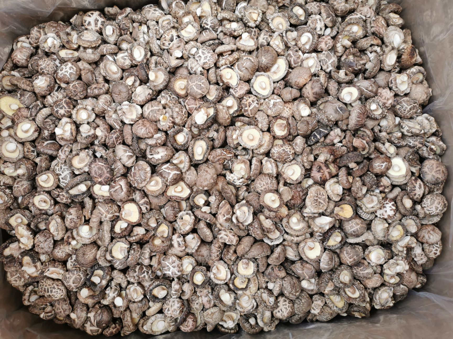 茶花花菇  A1  3-3.5   新货   靓色  包邮