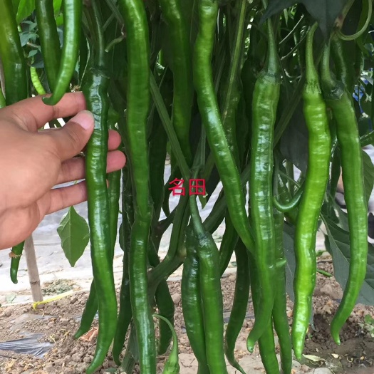 昆明线椒种子 青条线椒种子，高产，芽率高，杂交种子质量有保障