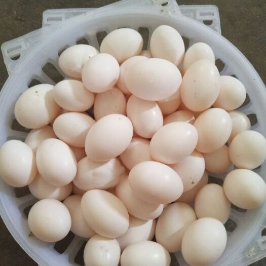 莱州市肉鸽蛋  原粮饲养，放心食品。自产自销。