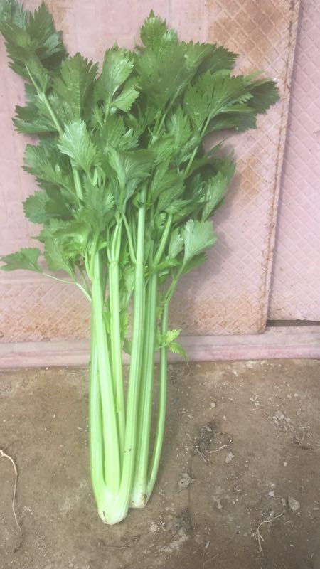 杞县青芹 