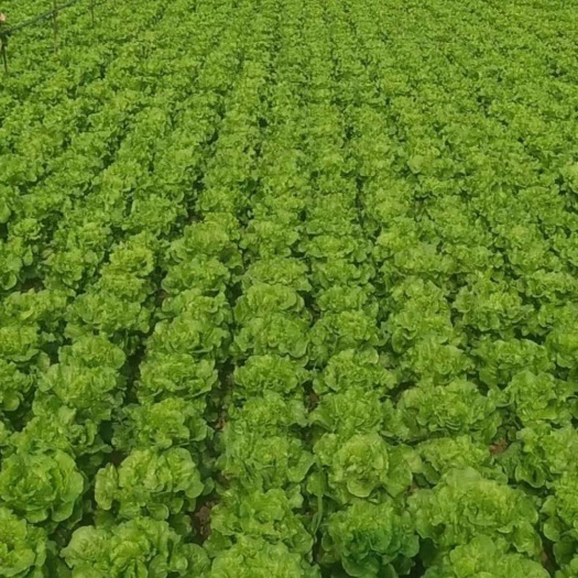 泌阳县生菜种子  意大利半结球生菜，株形紧凑，叶色翠绿，嫩脆爽口，