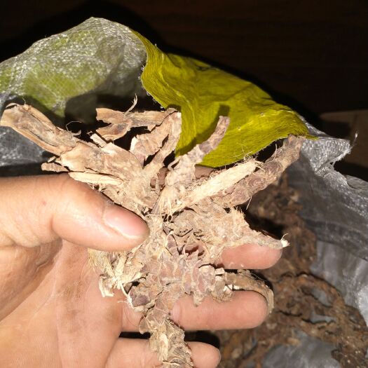 连南县广东原生活石菖蒲