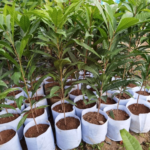 普宁市蛋黄果苗 30-60高中杯苗