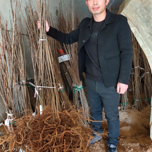 盖州市俄罗斯8号樱桃苗  俄罗斯八号大樱桃树苗