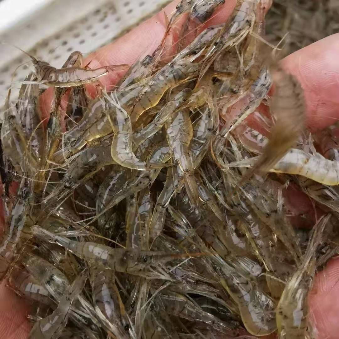白米虾  米虾，透亮干净，物流直达包邮。