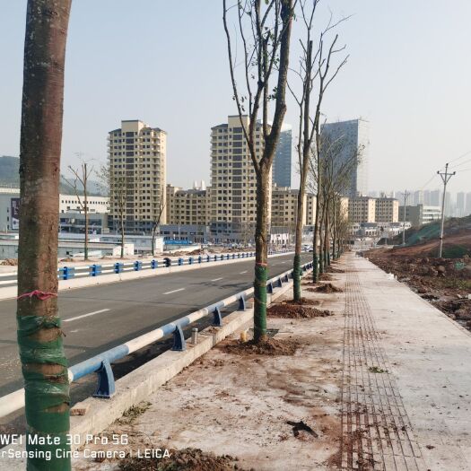 重庆市小叶朴  行道树低价出售
