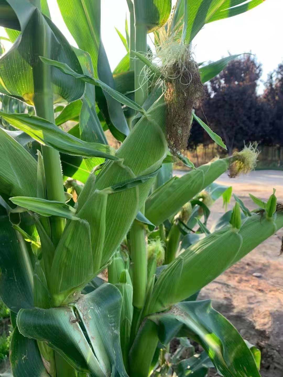 甜糯玉米种子  加甜型糯玉米，穗大，糯甜，无渣，澳甜糯75