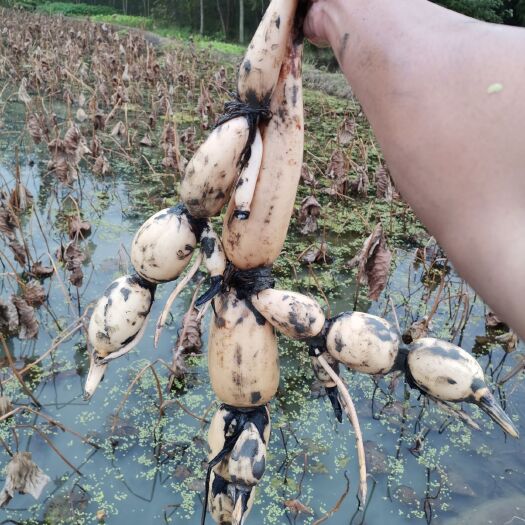 大邑县珍珠莲藕种  赛珍珠种出售