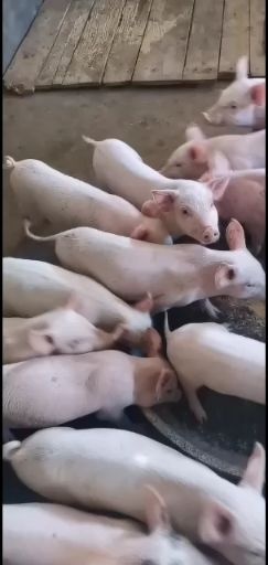 长白猪苗出售