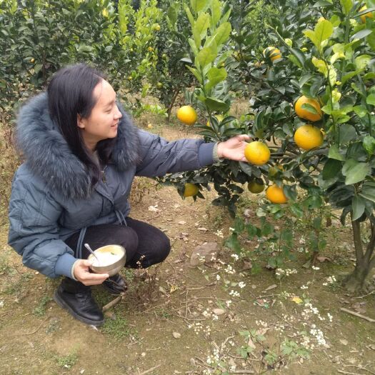 桂林2万斤黄金柑，现摘现卖