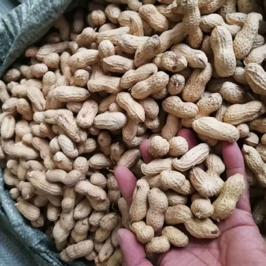 正定县 黑花生种子，礼品都可以。