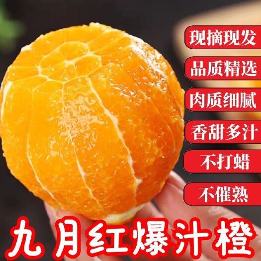 秭归县九月红脐橙 九月红爆汁橙，肉质细腻，水份足，入口即化，果冻一