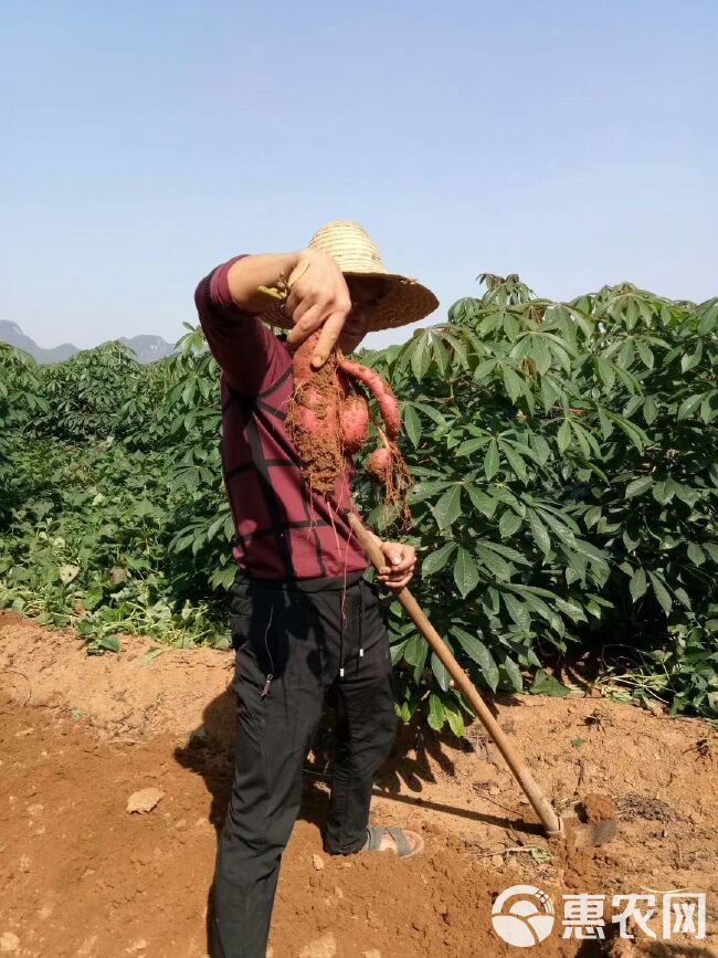 花叶木薯  木薯，木薯羹