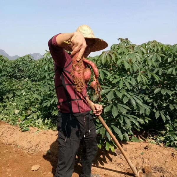 花叶木薯  木薯，木薯羹