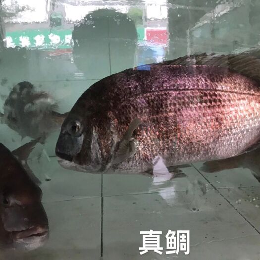 漳州鲈鱼 2.5-3公斤 