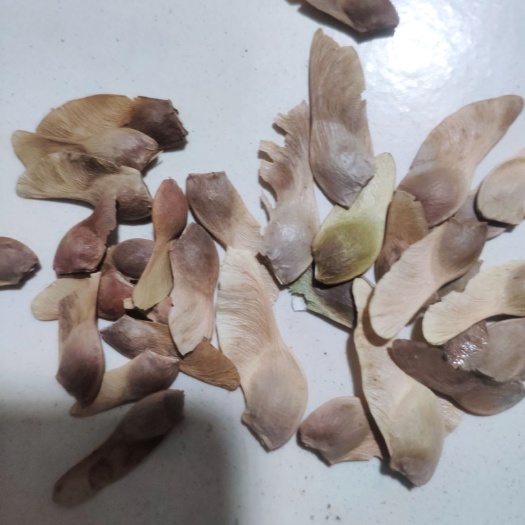 高密市枫树种子  新采摘红枫种子，籽粒饱满，发芽率高