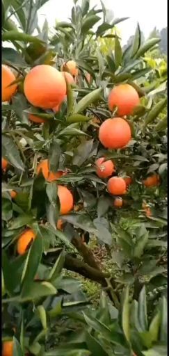 资中县血橙，3号血橙，塔罗科血橙，资中塔罗科血橙