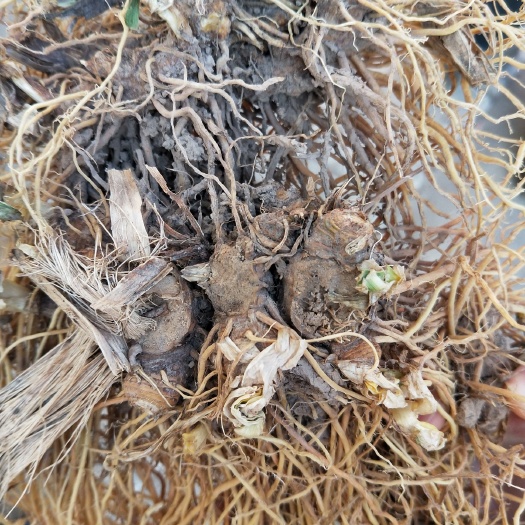 平陆县 鲜射干