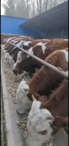 门源县 大小西门塔尔肉牛好品种生长快