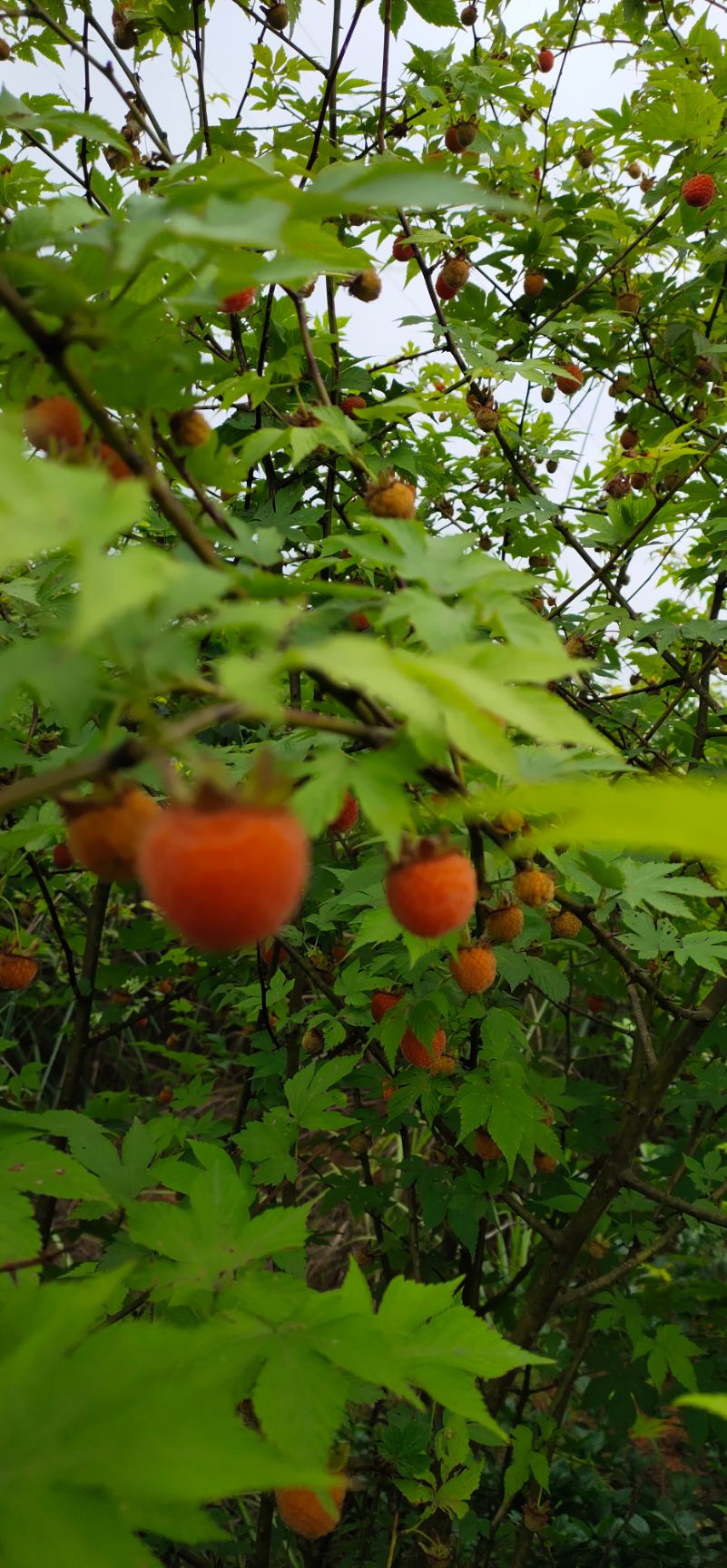 掌叶覆盆子苗 掌叶红树莓苗 南方树莓苗绿生园果业