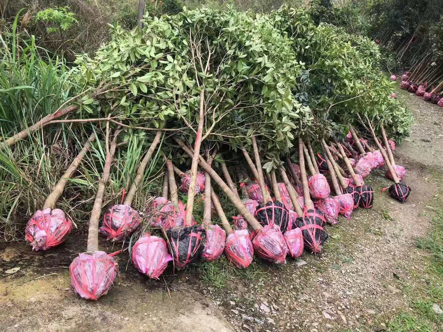 桂花树