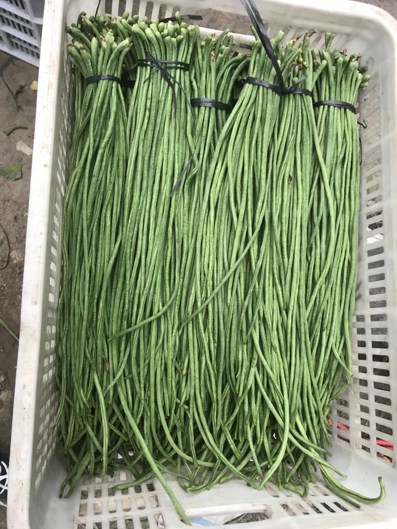 豆角种子  豆角种 子豇豆种子 ，青条豇豆