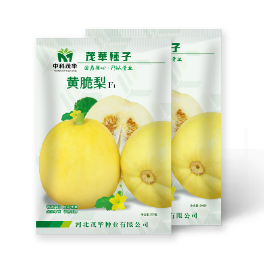 夏邑县黄脆梨甜瓜种子，薄皮厚肉，超甜抗裂苹果型，含糖18.5度