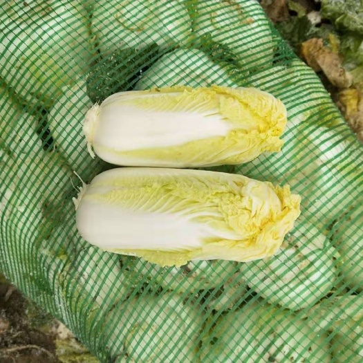 黄心娃娃菜 大娃娃，小娃娃菜，毛菜，精包，根据客户需求打包，