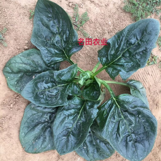昆明菠菜种子，圆叶菠菜种子，杂交菠菜种子，亮绿色，产量高，口感好