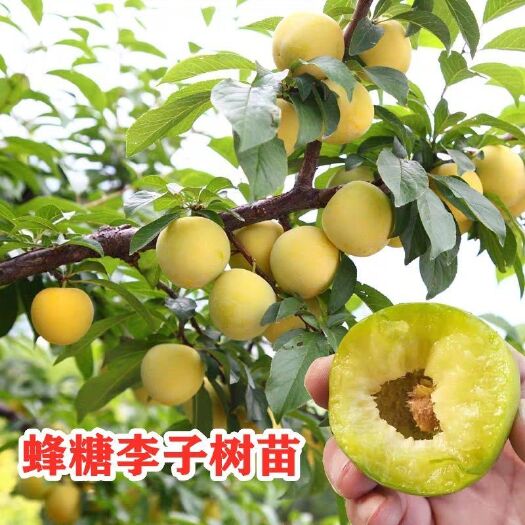 平邑县蜂糖李树苗  蜂糖李李子树苗嫁接苗早熟品种盆栽地栽庭院南方北方种植果树苗
