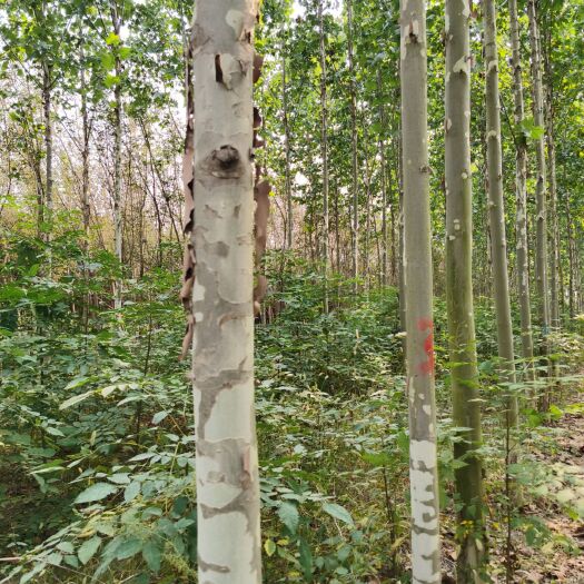 西华县法国梧桐  法桐 河南货源 规格齐全 价格优惠