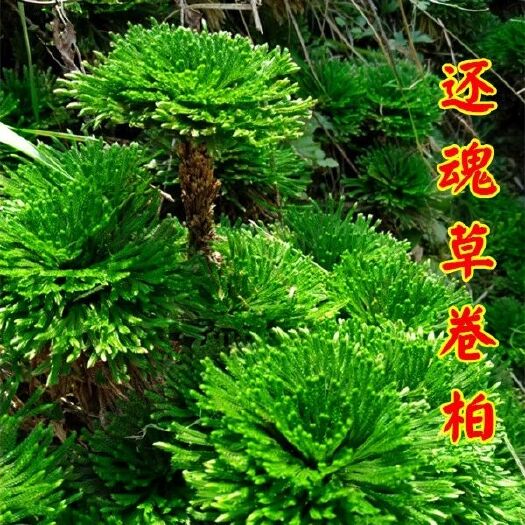 仁化县观赏九死还魂草卷柏见水还阳草