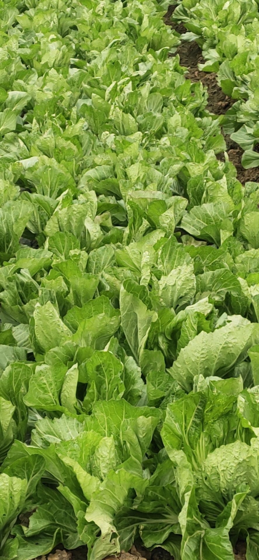 包心芥菜  芥菜