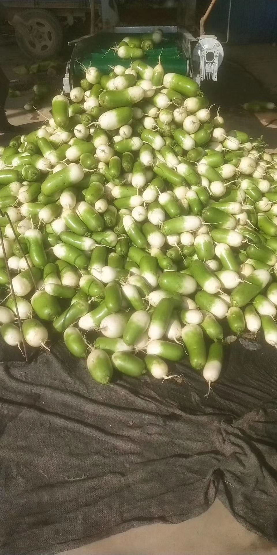 高青萝卜 精品绿萝卜