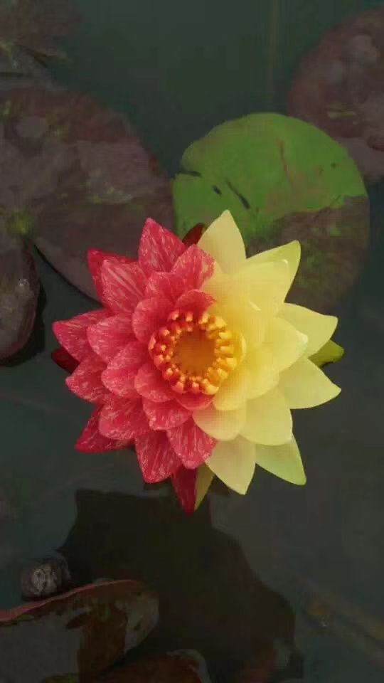 睡莲，睡莲种苗，睡莲种苗200万棵，荷花