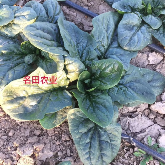 昆明耐寒菠菜种子，长圆叶菠菜种子，杂交种子。质量有保障