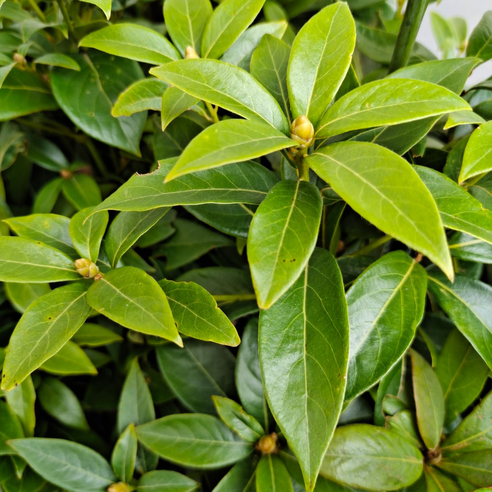 金丝楠木苗小叶桢楠名贵楠木苗金丝楠木树苗金丝楠木芽苗