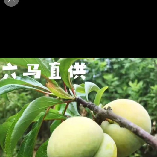 镇宁县蜂糖李树苗  有结果的树售卖，也有小树苗，欢迎大咨询