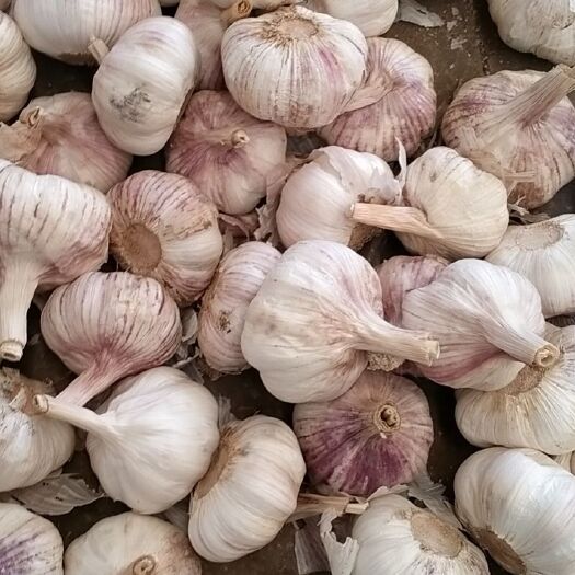 兰陵县红皮蒜 好