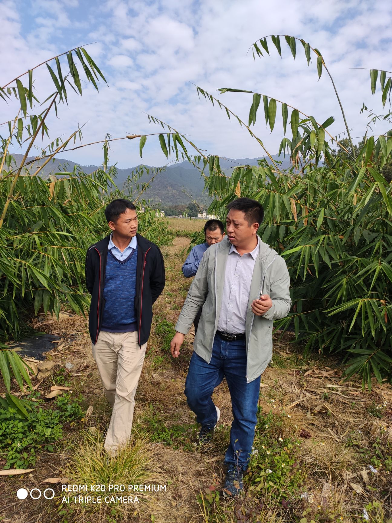 甜竹苗 麻竹苗 水果竹笋苗 甜龙竹苗产地直销 价格实惠