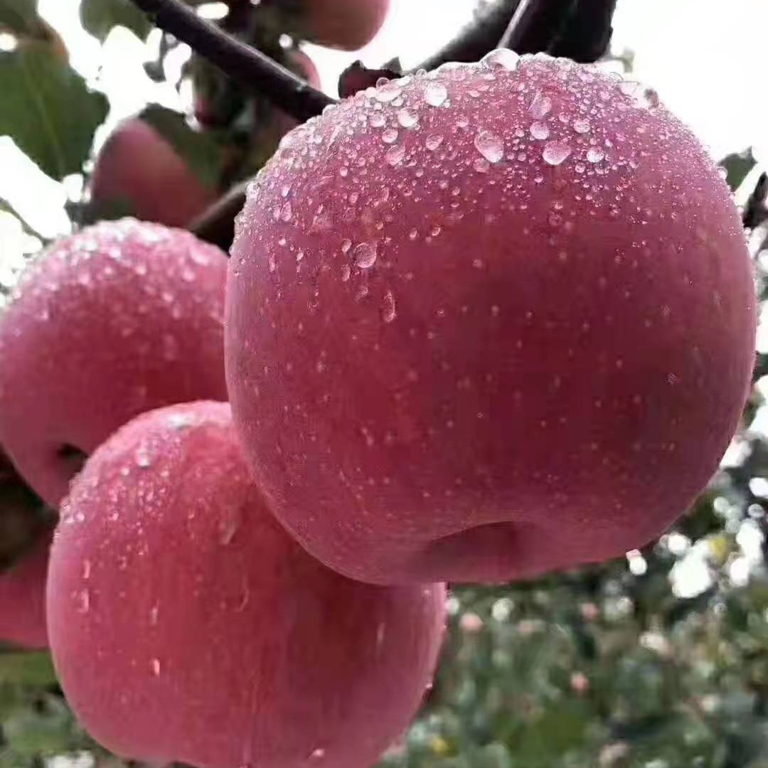  高品质洛川苹果，原产地发货