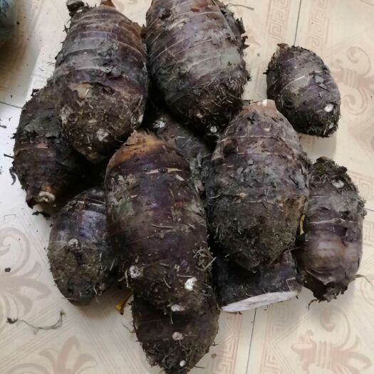 阳山县毛芋头 清远阳山县黎埠镇，芋头，香，软，糯，大量批发，有兴趣的联系我